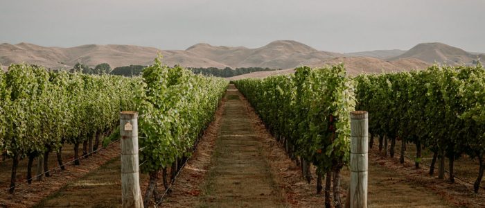lush green rows of grape vines in a vineyard